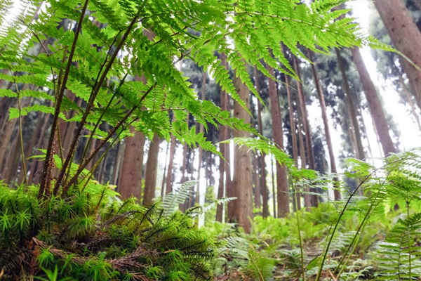 如何利用生物進行環(huán)境監(jiān)測？(圖1)